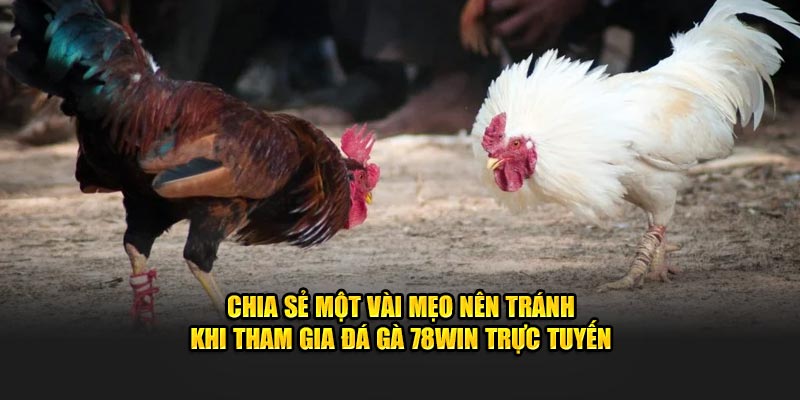 Chia sẻ một vài mẹo nên tránh khi tham gia đá gà 78win trực tuyến
