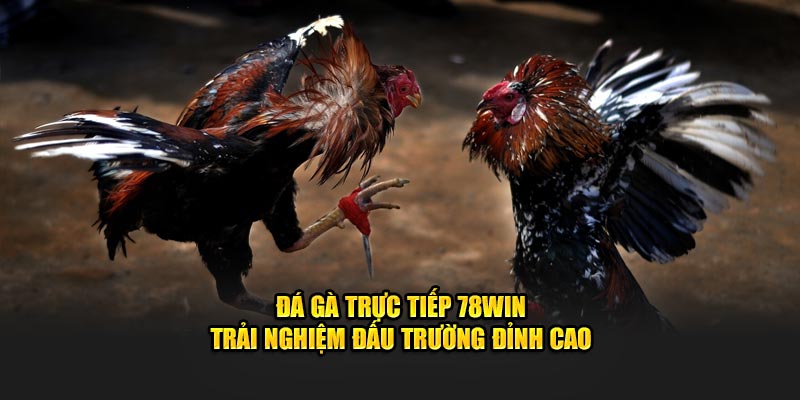 Đá gà trực tiếp 78win - Trải nghiệm đấu trường đỉnh cao