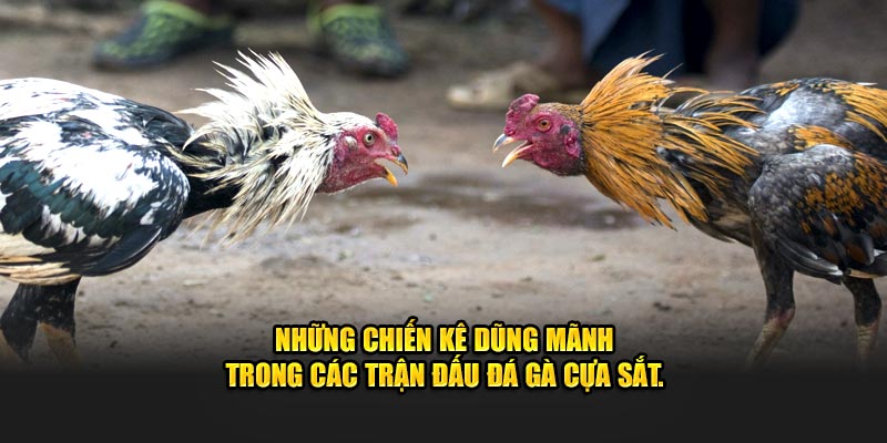 Những chiến kê dũng mãnh trong các trận đấu đá gà cựa sắt.